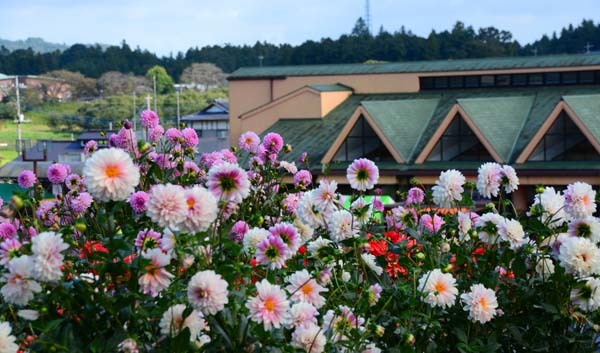 茨城県フラワーパークと土浦の花火。_f0147025_20522601.jpg