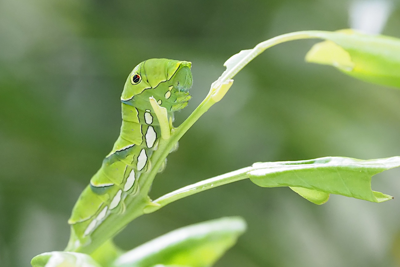 キアゲハ幼虫とアゲハ幼虫、ほか（2017年10月4日）_d0303129_22304134.jpg