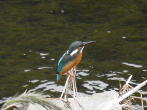 c0338136_17252639.jpg