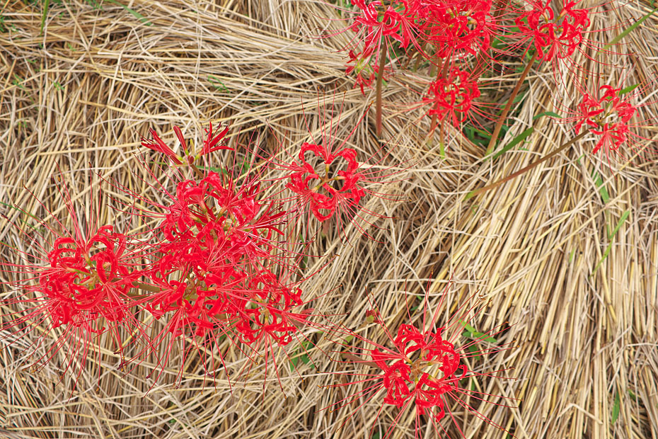 c0067040_21363341.jpg