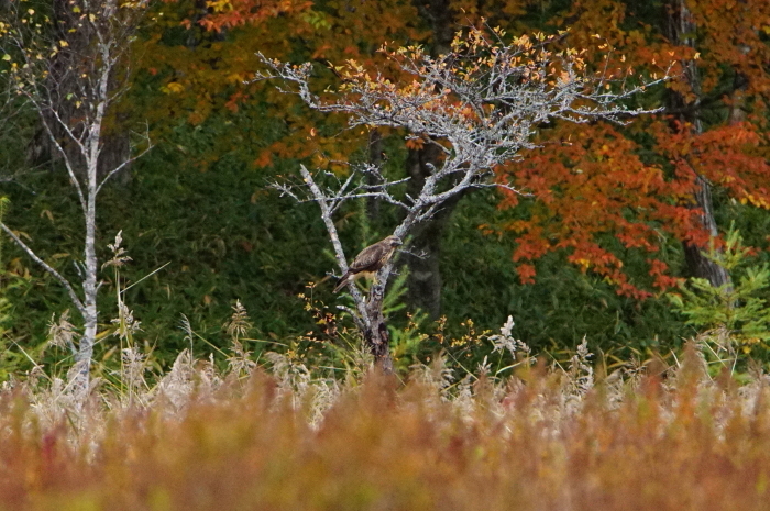 ノスリの紅葉狩り_a0324247_05000365.jpg