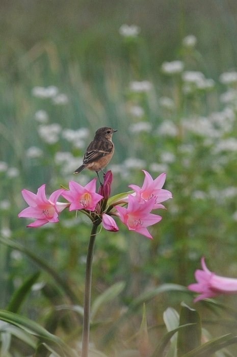 かわいいピンクのお花に・・・ノビタキ_c0233349_21504560.jpg