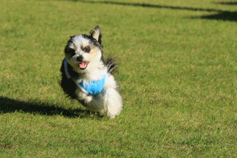 c0145250_10060798.gif