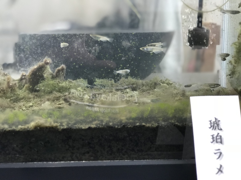 f0362053_15220175.jpeg