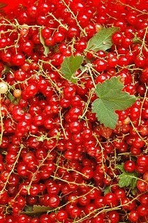 アカフサスグリは手間かかるなあ 空ヤ畑ノコトバカリ アカフサスグリは手間かかるなあ 空ヤ畑ノコトバカリ