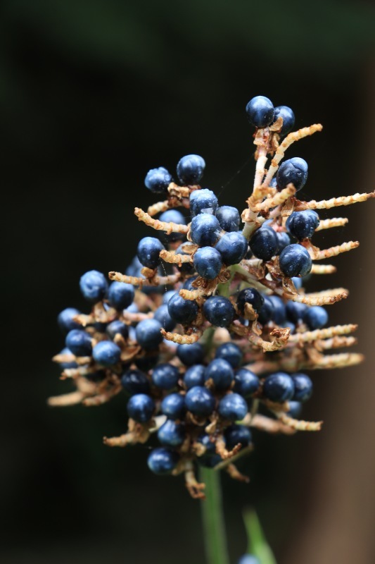 a0248459_15244429.jpg