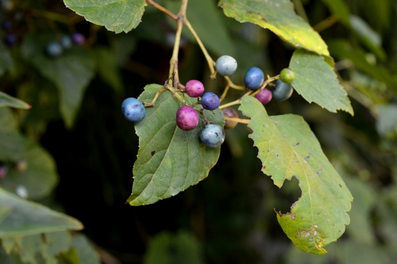 a0016161_17012545.jpg