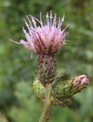 『東山薊』 Cirsium microspicatum_f0238961_1015967.jpg