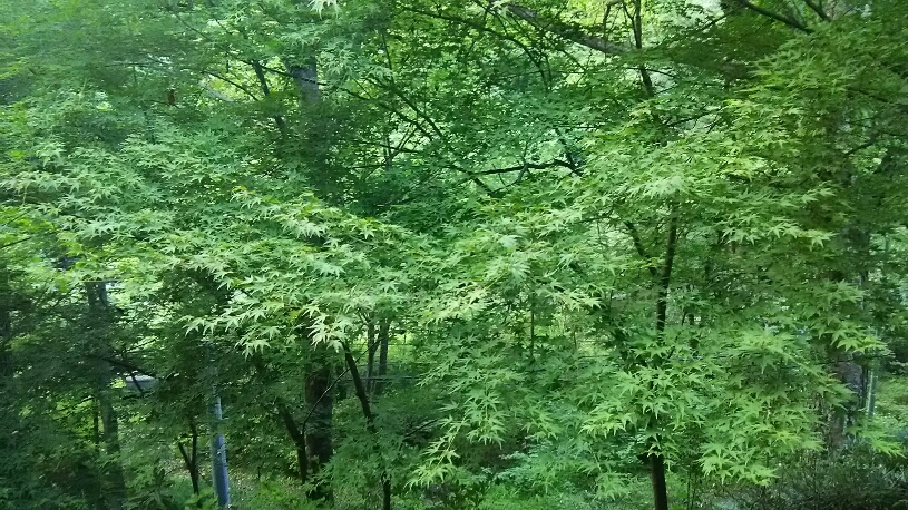 d0052263_09043368.jpg