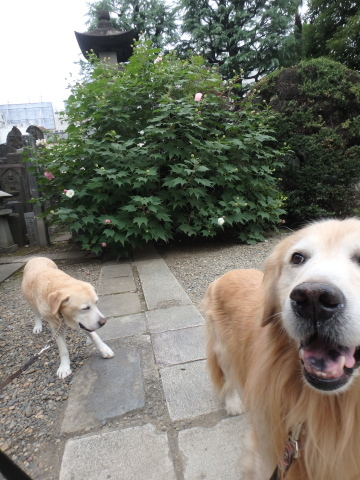 雨が来るので短め散歩_f0052277_01322868.jpg