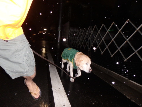 雨が来るので短め散歩_f0052277_01353128.jpg