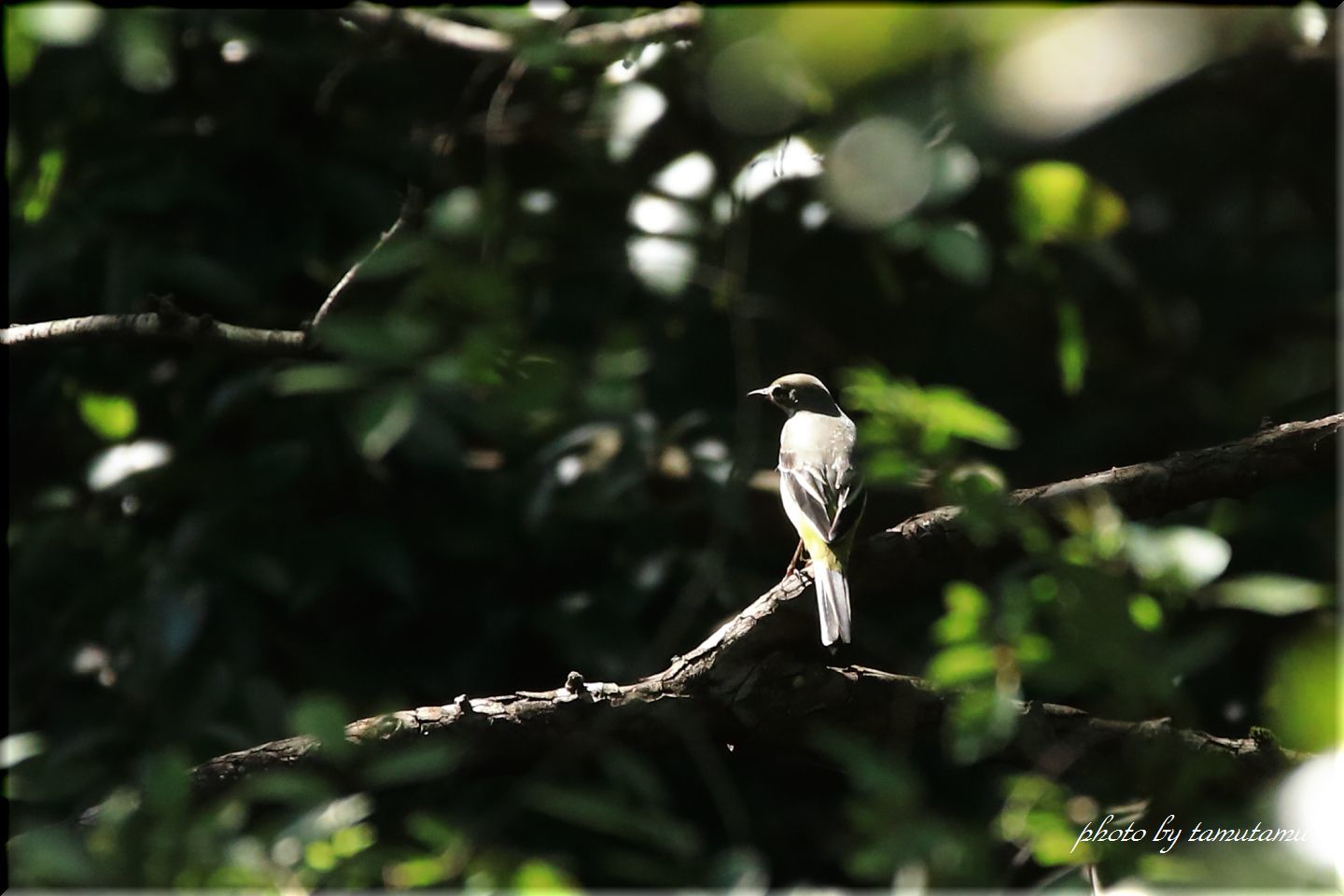 いつもの公園にて　☆野鳥☆_e0351179_20465949.jpg