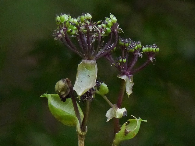 d0088184_22261252.jpg