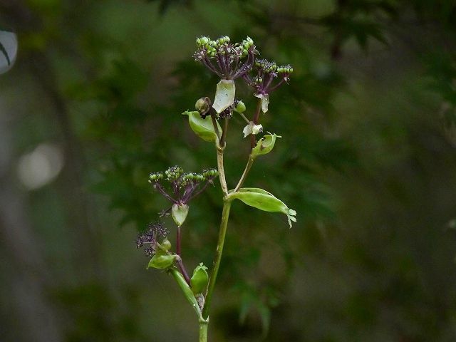 d0088184_22262215.jpg