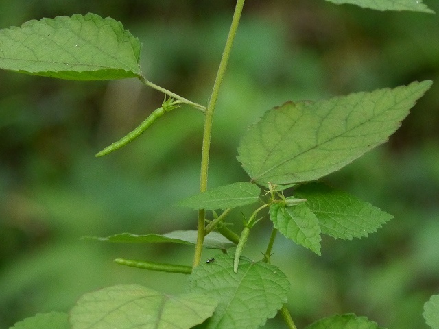 d0088184_22281176.jpg