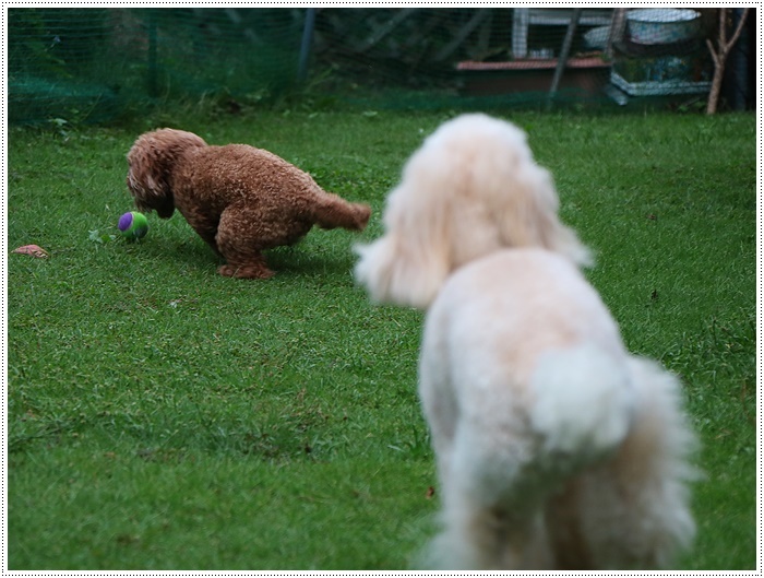 動物健康保険について改めて考えてみました。。。。_b0175688_00223552.jpg