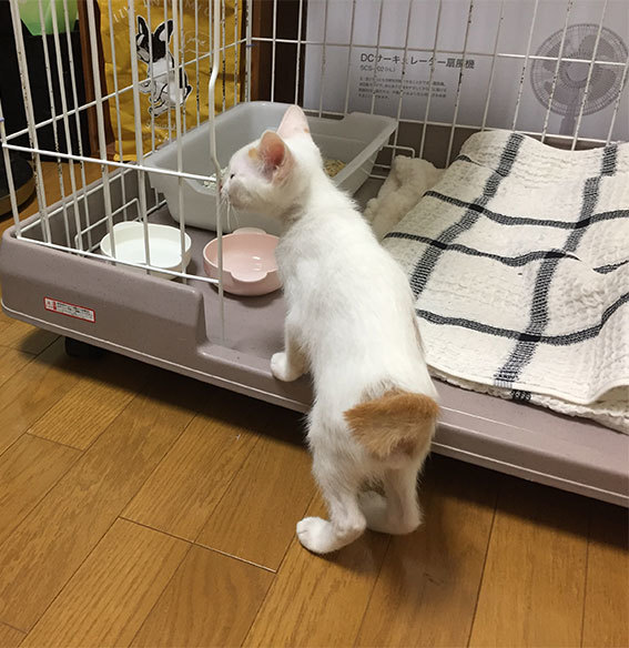 とろろくん、トライアルへ!!_d0071596_22302462.jpg