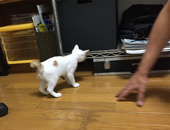 とろろくん、トライアルへ!!_d0071596_22311587.jpg