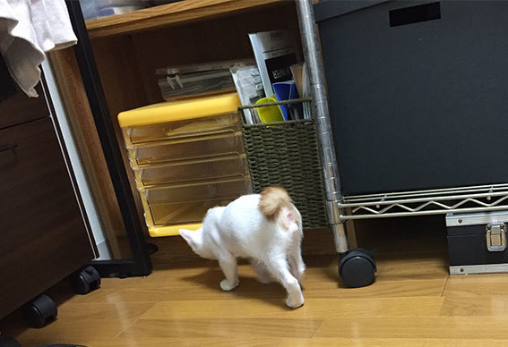 とろろくん、トライアルへ!!_d0071596_22312527.jpg