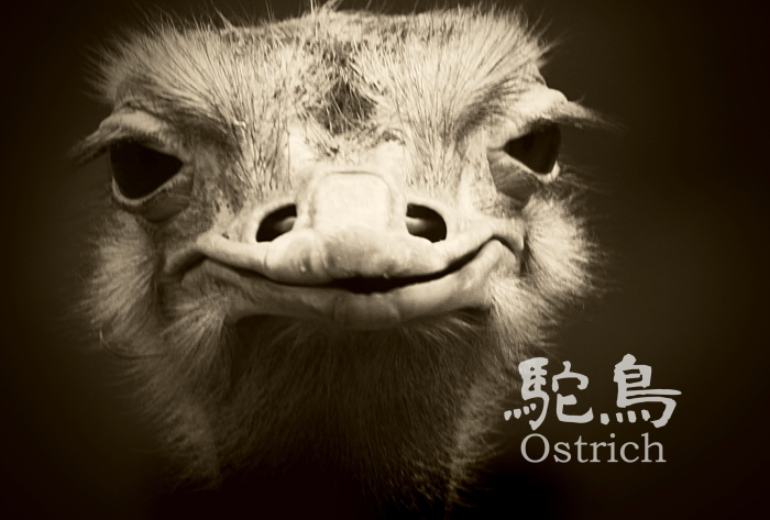 ダチョウ：Ostrich_b0249597_09234270.jpg