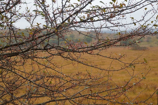 c0124100_15522678.jpg