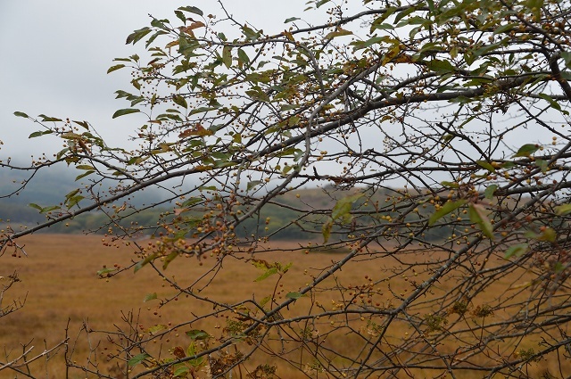 c0124100_15522989.jpg