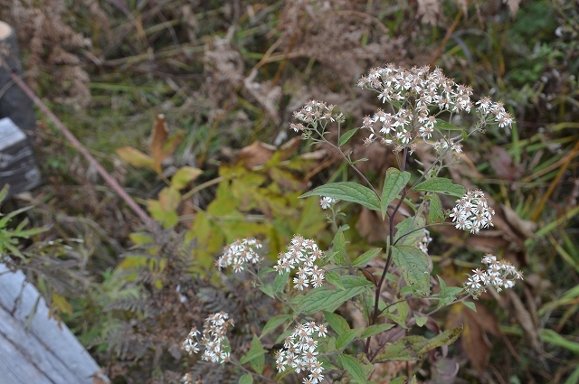 c0124100_15525026.jpg