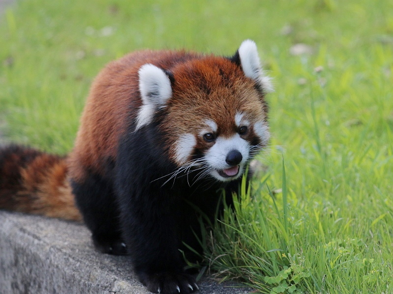 キクの生まれ故郷 安佐動物公園_a0306502_22304973.jpg