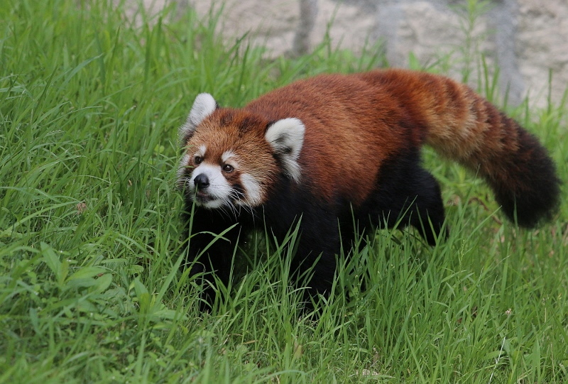 キクの生まれ故郷 安佐動物公園_a0306502_22310324.jpg