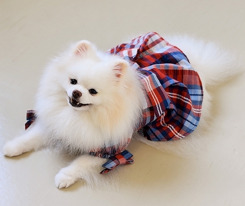 ポメに服は似合わない?_d0360206_00123711.jpg