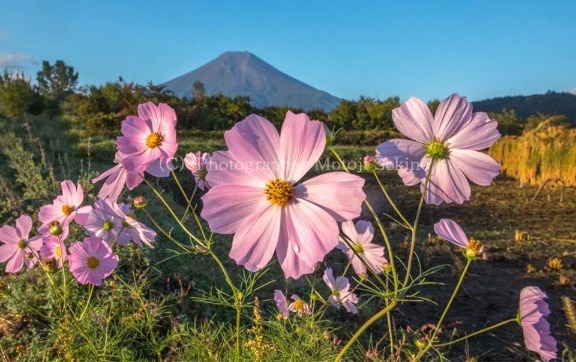 富士山とお米とお蕎麦_d0160611_07002309.jpg