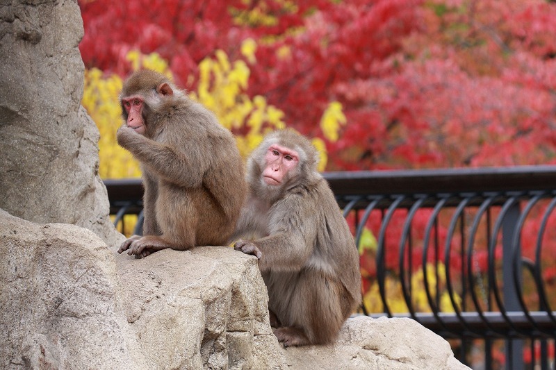 旭山動物園_f0139911_20153045.jpg