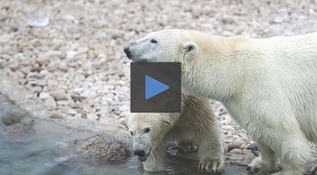 エストニア・タリン動物園の新ホッキョクグマ飼育展示場が公式にオープン ～ 日に日に環境に慣れる親子_a0151913_19221031.jpg