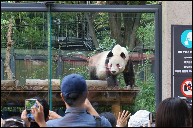 上野動物園へ_b0019313_17142024.jpg