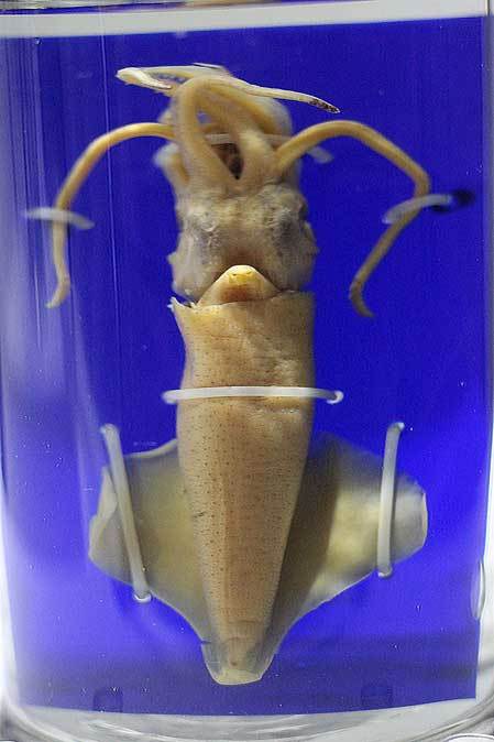 深海17 生物発光 カウンターイルミネーション 続々 動物園ありマス