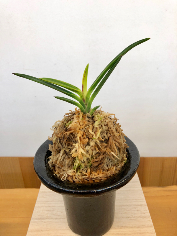 富貴蘭【黒牡丹】→【金牡丹】？？