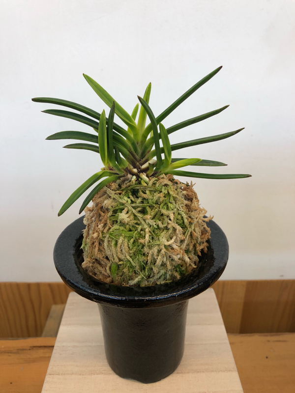 メガサイズ金牡丹 : □ サムライ オーキッド □ 富貴蘭 セレクト