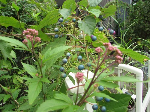 f0139520_09552237.jpg
