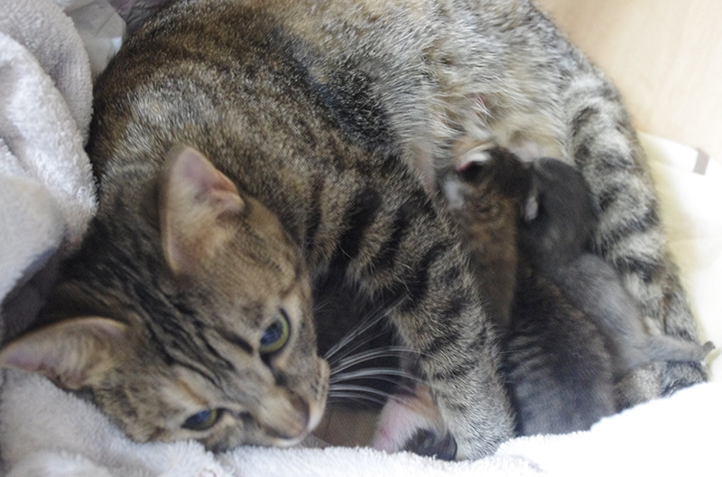 子猫の行き先がほぼ決まりました。里親詐欺のこと。など。_a0021523_04020318.jpg