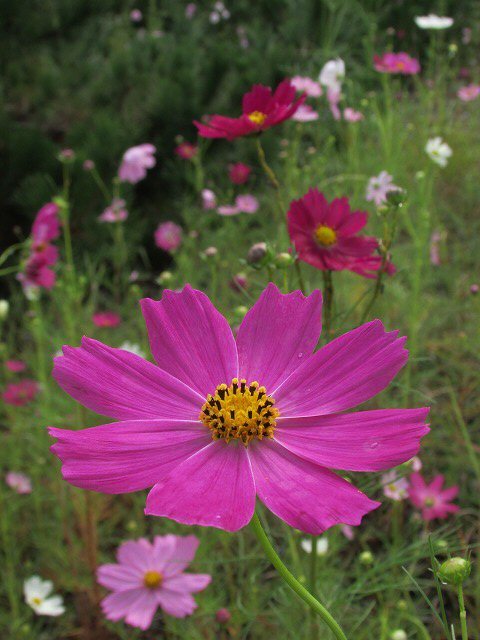 秋の訪れコスモスの花　（撮影：10月3日）_e0321325_09361153.jpg