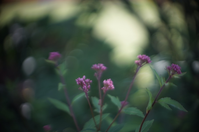 CanonFL 50mm F1.8 の後玉 + auto Chinon 55mm F1.7の前玉_c0109833_20224502.jpg