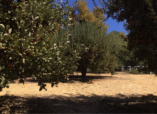 Oak GlenでApple picking! の巻_d0114237_14113759.jpg