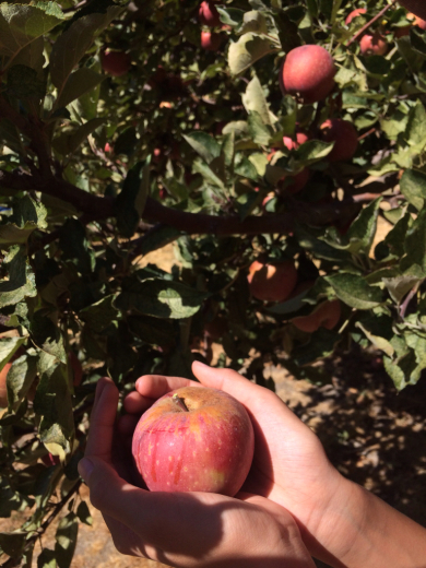 Oak GlenでApple picking! の巻_d0114237_14113896.jpg