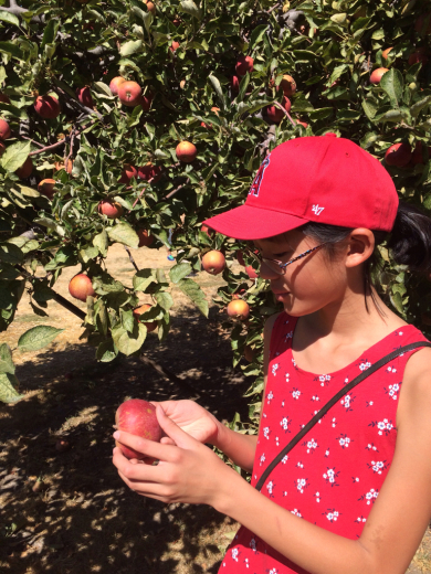 Oak GlenでApple picking! の巻_d0114237_14113905.jpg