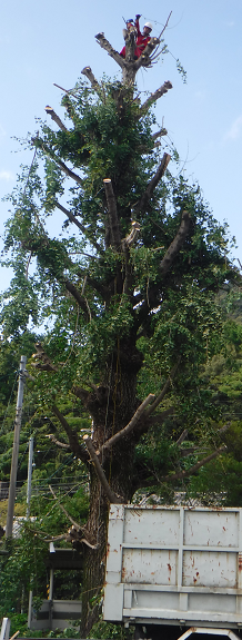 a0051539_02521752.png