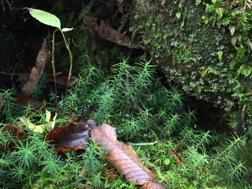 上高地・涸沢の旅(2) 河童橋から明神池_b0330040_20414174.jpeg