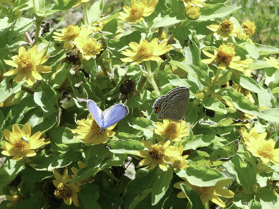 花壇で シジミチョウ_e0310446_16465720.jpg