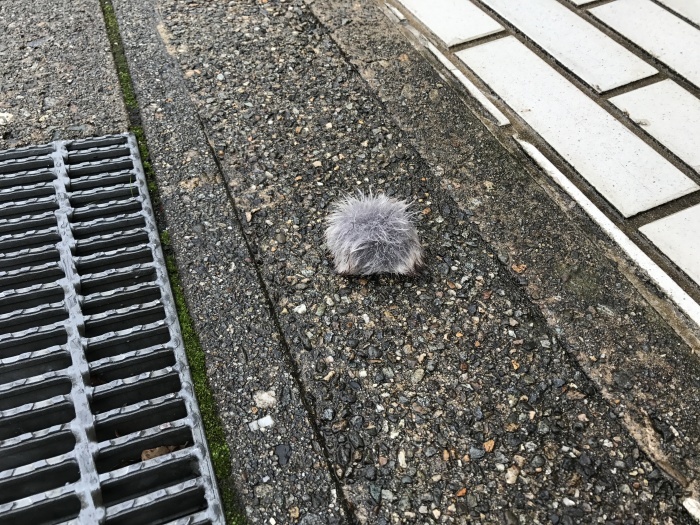 歩道にあった正体不明の物体・・・・_c0110051_23200870.jpg