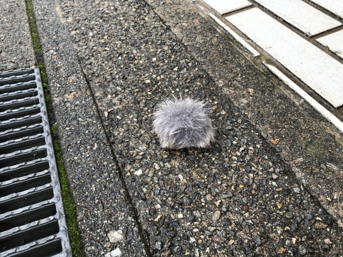 歩道にあった正体不明の物体・・・・_c0110051_23201408.jpg