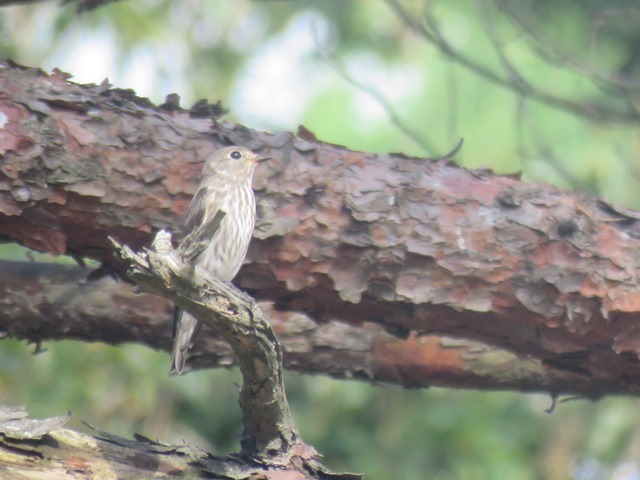 野鳥トレ95 キーナの森_b0227552_20135063.jpg